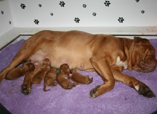 Dogo de Bordeaux pups from chilled semen, Springer 2012