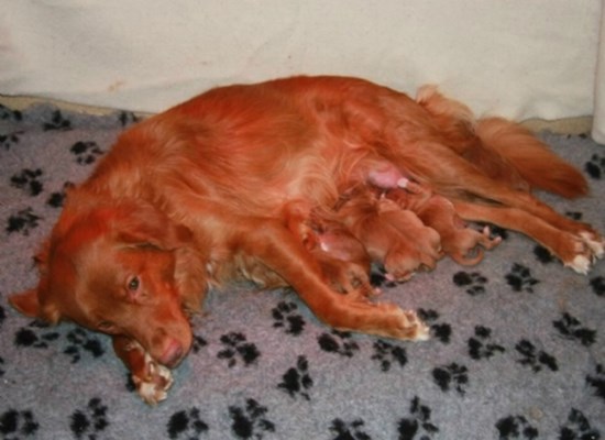 Toller pups from frozen semen