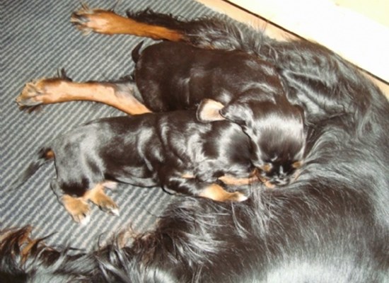 Gordon Setters born in Denmark ,kennel Åen