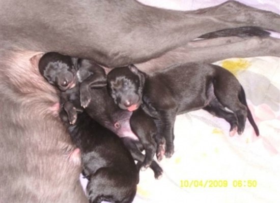 Bankovs Grey hound pups 2009