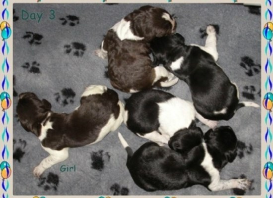 Australia pups from Danish semen