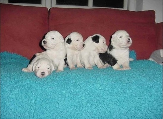 Danish Delight Old Eglish Sheepdog pups from chilled UK semen