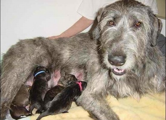 Irish Wolfhounds