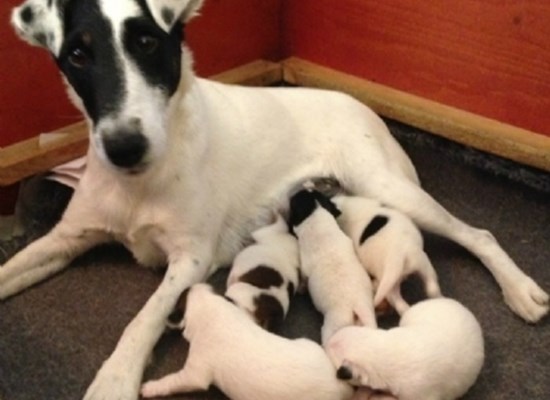 Smooth Fox Terriers, Ewa Lundén, Sweden