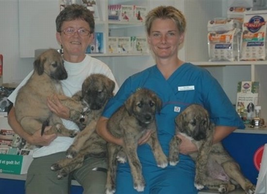 Irish Wolffhounds, 21 Years old semen - 2006