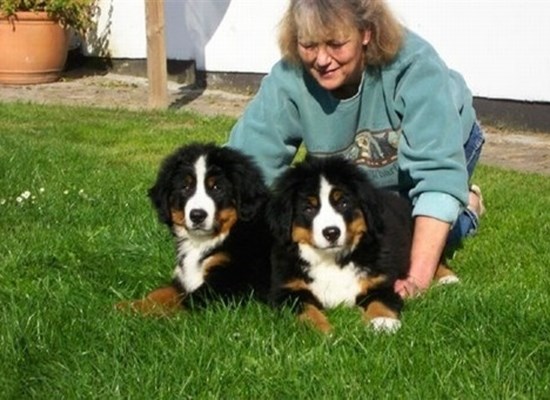 Bernese Mountain pups, Ramsing 2005