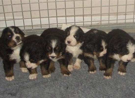 Bernese Mountain pups 2007, Paludan