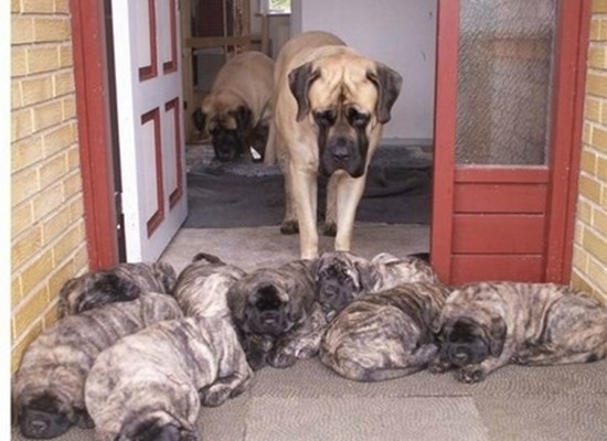 Mastiff pups 2007. American semen