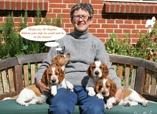 Welsh Springer kennel Chrunwood 2008