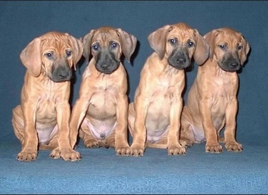 Rhodesian Ridgeback (frost) Nada Nikolic Rhodesian Ridgeback frysehvalpe efter importeret frysesæd.