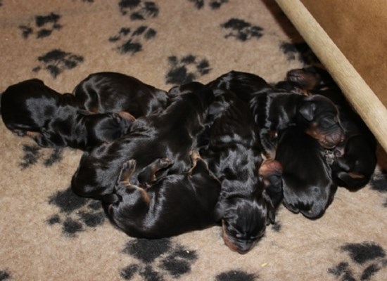 Gordon Setter frosthvalpe febr.2014 - Lorenz Clemmensen efter sæd nedfrosset i 1991