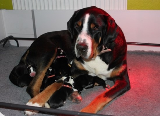 Grosser Schweizer Sennenhund født aug.2014