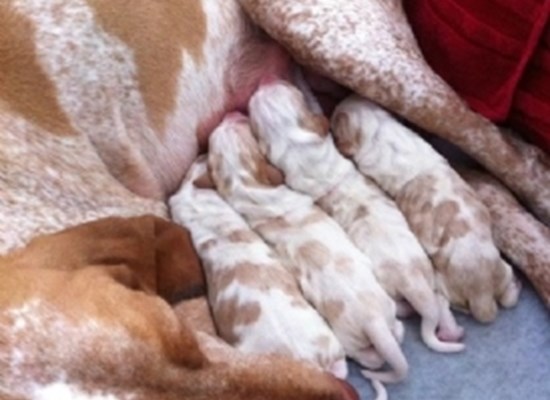 Braco Italiano pups from frozen semen 2013