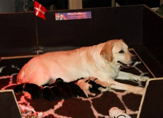 12 labrador pups born aug.2012 after frozen semen