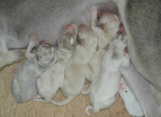 Saluki pups aug.12