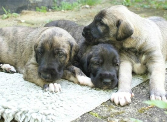 Irish Wolfhound pups - Pierpoint - 2012